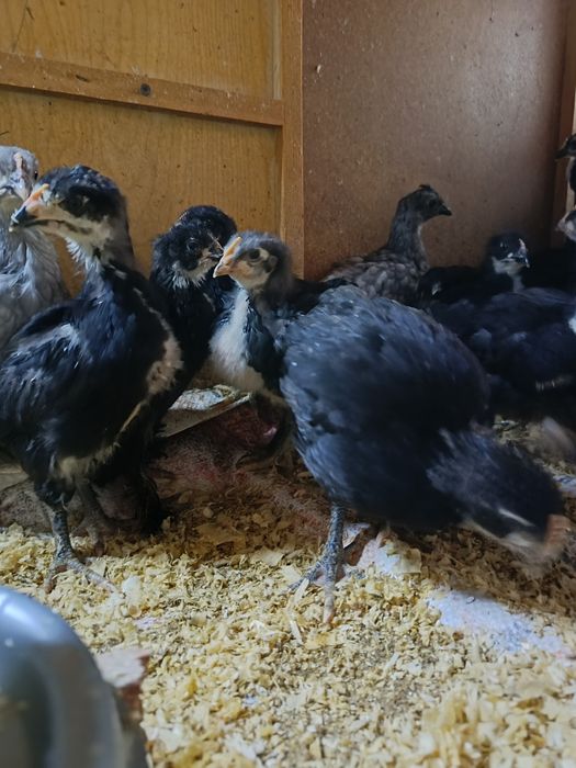 Jojalar sotiladi 1 oylikdan otti