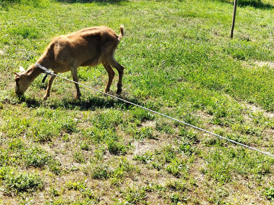 Capre și iede Alpina franceza cu Anglo Nubian