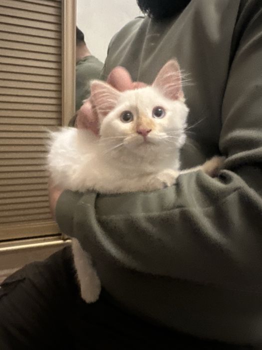 Сиамский Мушук боласи Ўғил бола сотилади