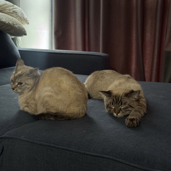 Отдадим котенка в добрые руки!
