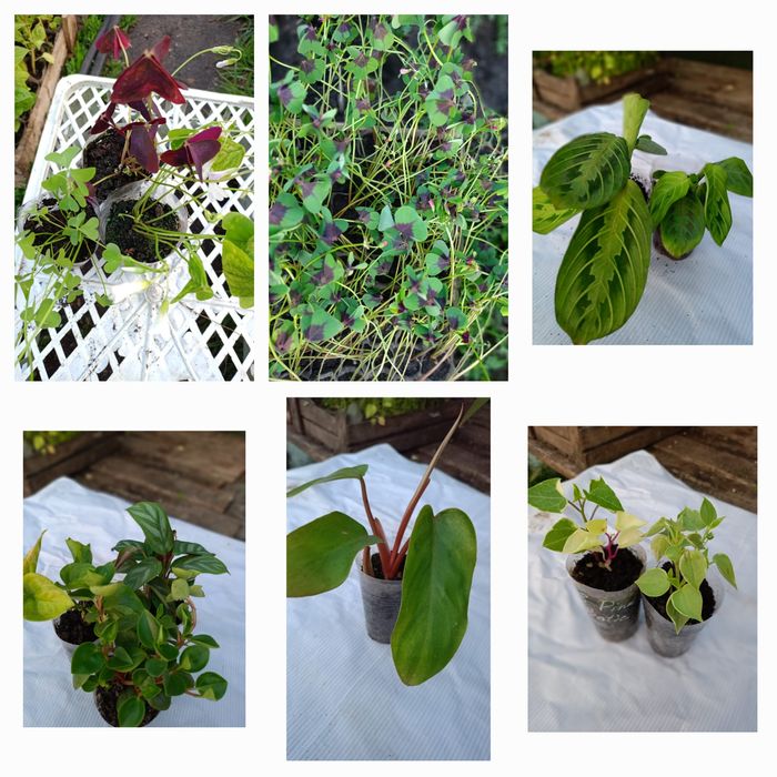 Продам комнатные цветы