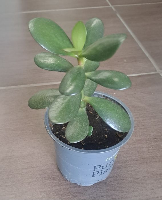 Червена детелина /(Oxalis triangularis)/ и дървото на живота в саксия