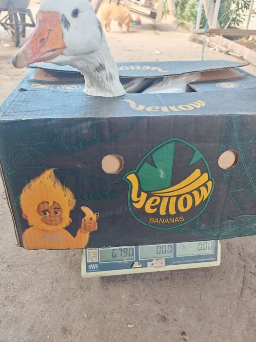 Gaste Leșești și găste albe Kolos