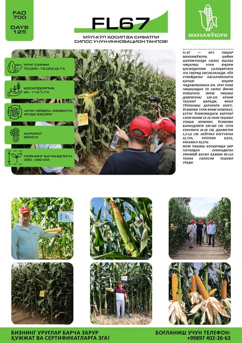 Силос маккажўхори уруғлари. Семена кукурузы для силоса. Makkajoxori