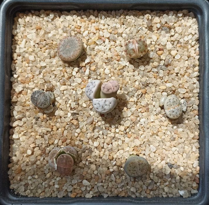 Литопсы-суперсуккуленты