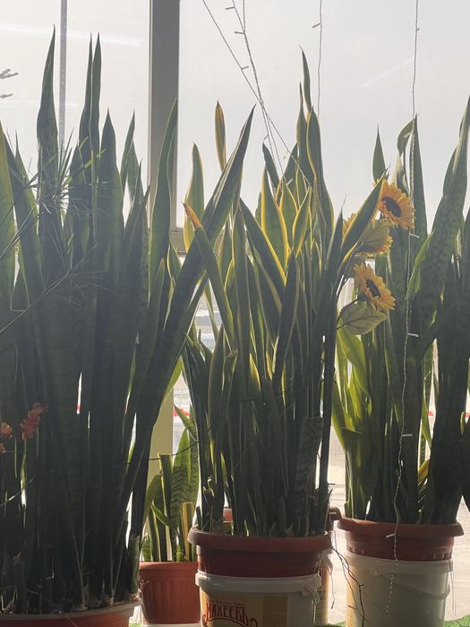 Продам отростки сансесверии.