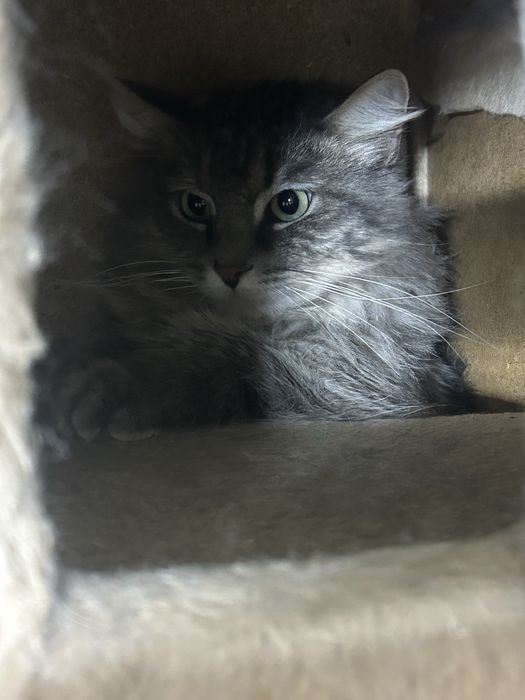 Семью для взрослого кота