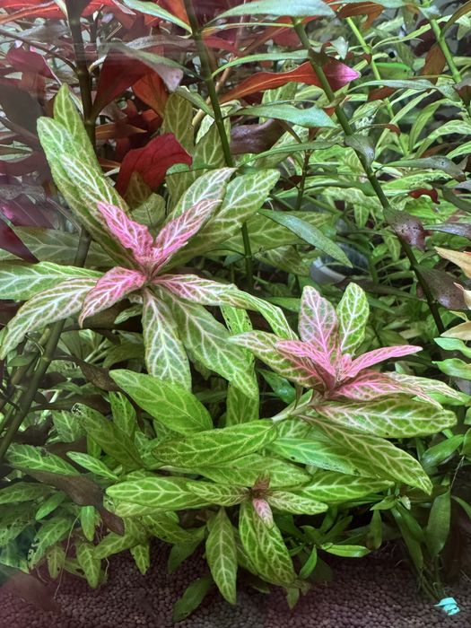 Гигрофила Розанервиг узорчатая