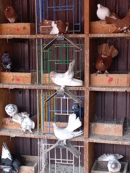 Vând porumbei mai multe rase