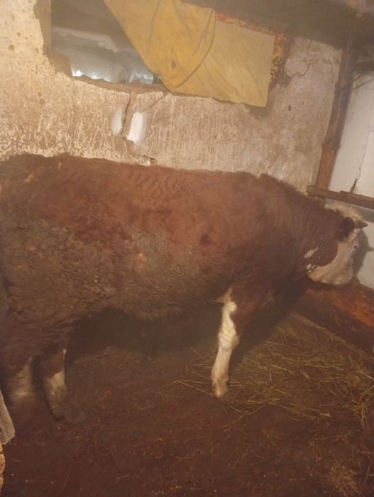 Продам три быка с откорма упитанныйе