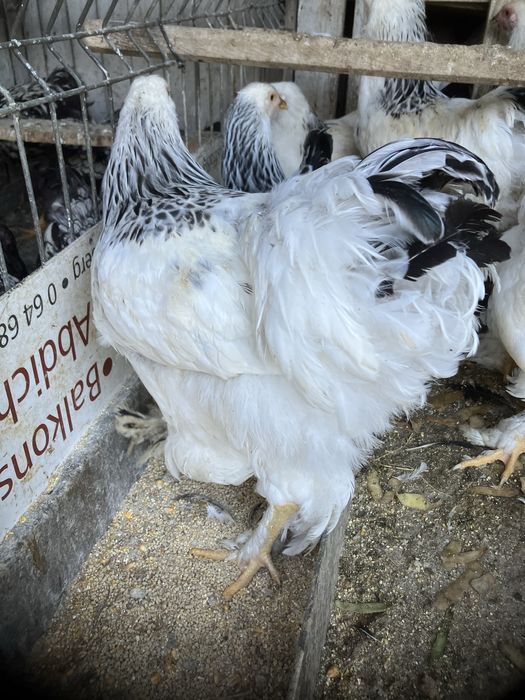 Oua incubator gaini rase mari originale