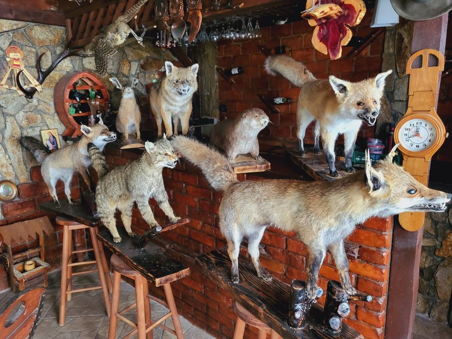 Păsări decor inpaiate