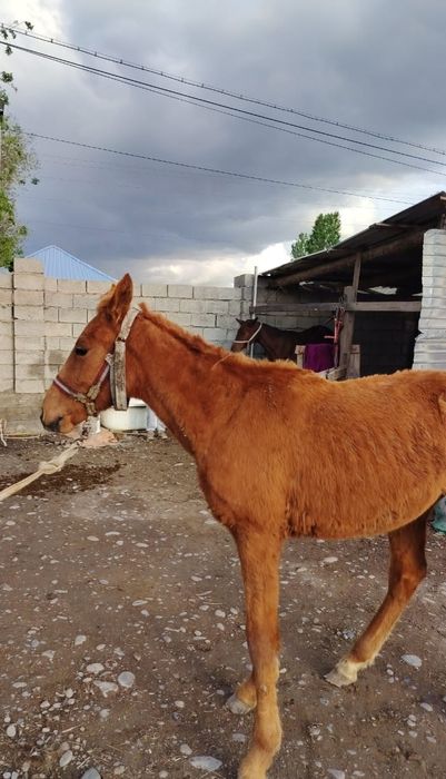 Таи сатылады срочна
