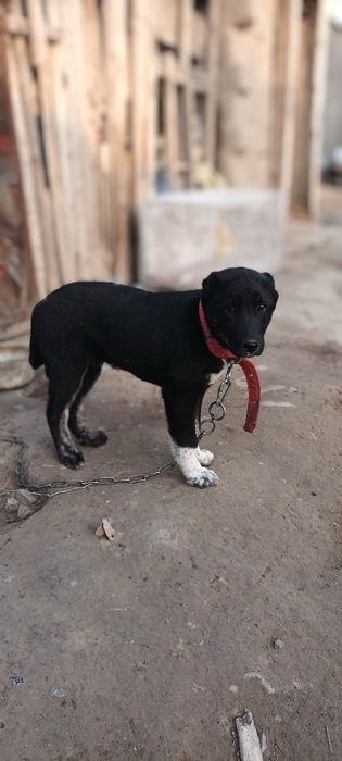 Продаётся шинок Алабая девочка