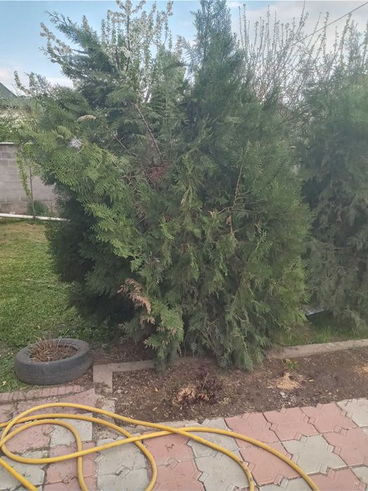 Продам деревья туя