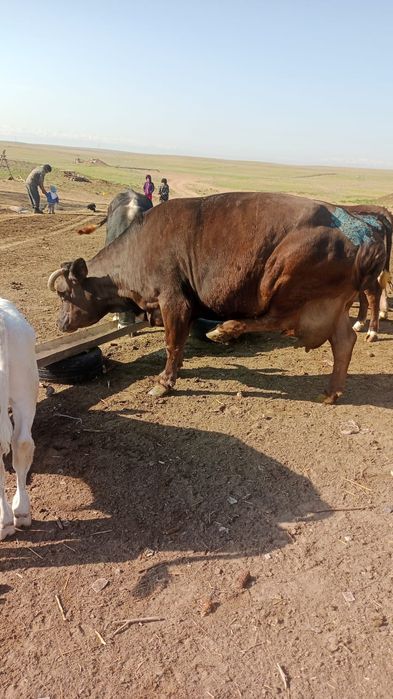 Немецкоалатуская порода