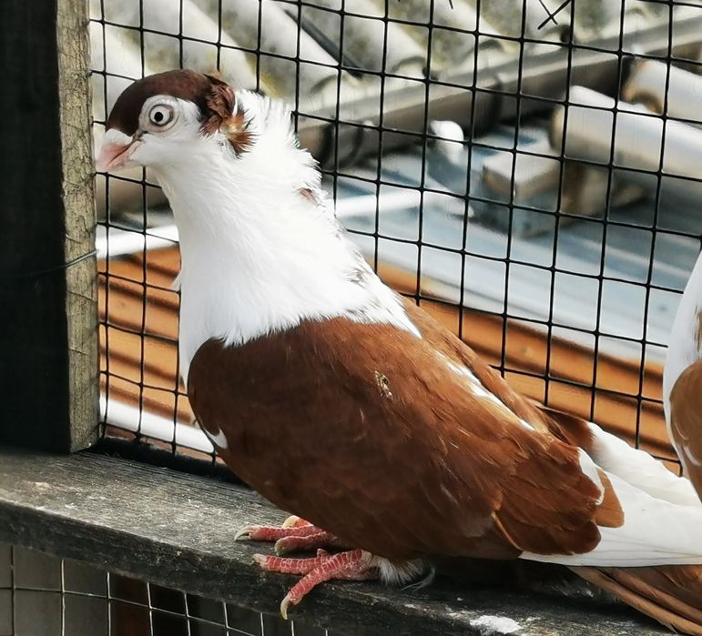 Porumbei jucatori galateni