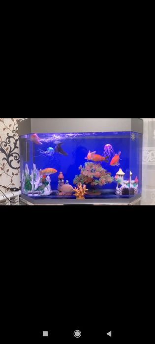 Akvarium sotiladi !