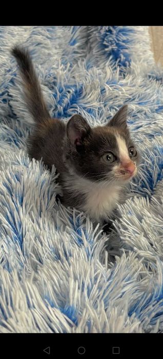 Отдам милую кошечку.