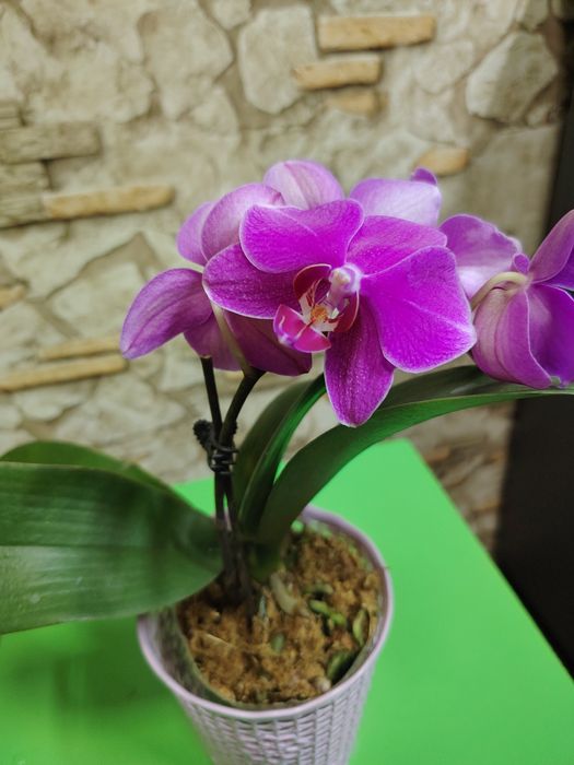 Орхидеи по выгодной цене