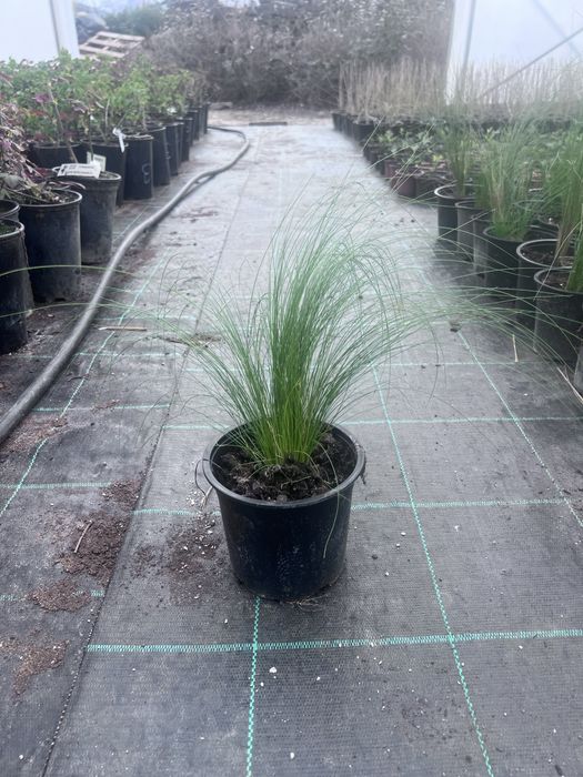 Стипа Ангелска Коса