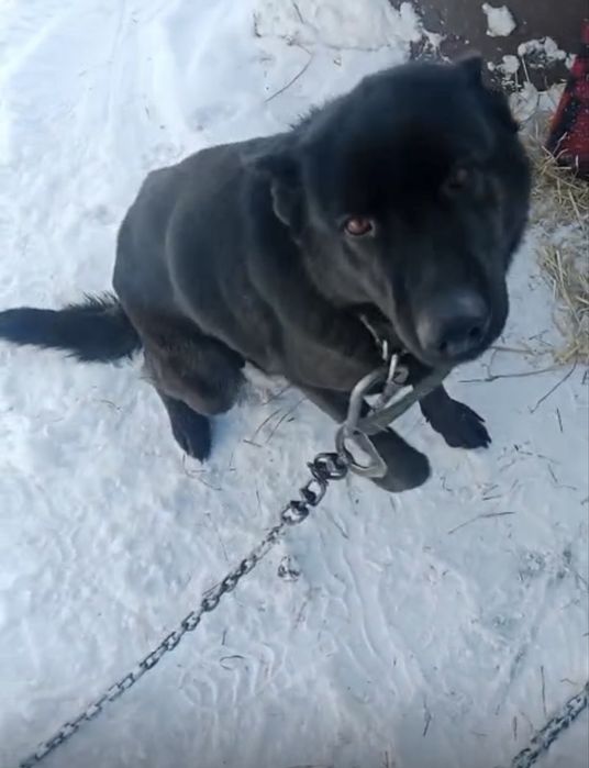 Продам щенка немецкой овчарки