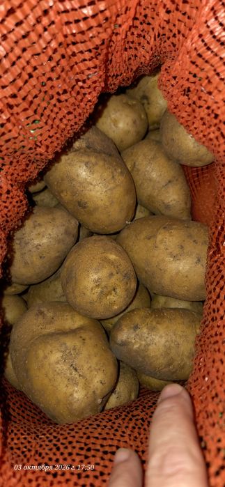 Продам  Картофель