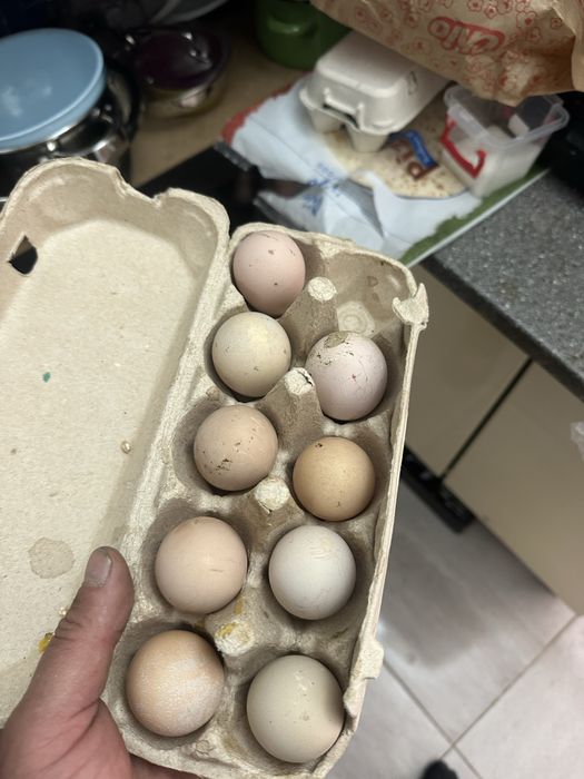 Oua de bibilica 5 lei bucata