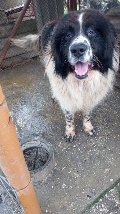 Българско овчарско куче