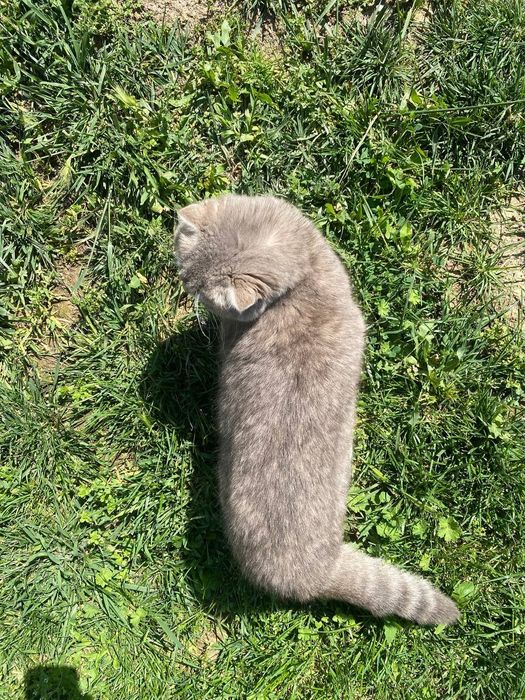 Skottish fold nomlik mushuk quyoshda zoʻr porlaydi koʻzlari katta katt