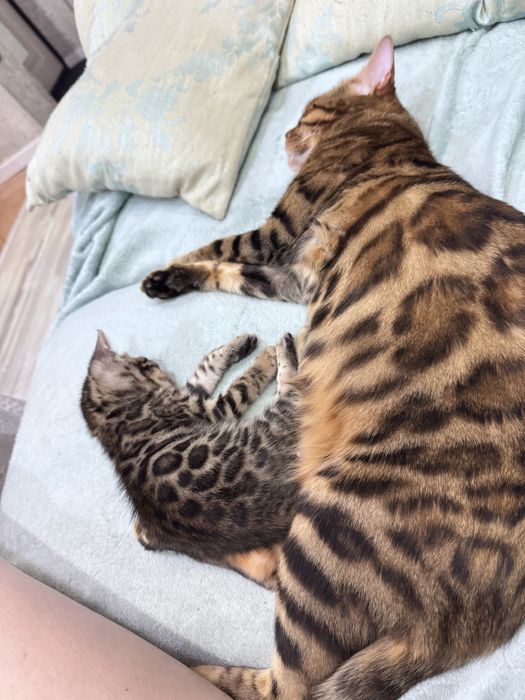Бенгальский котенок, девочка