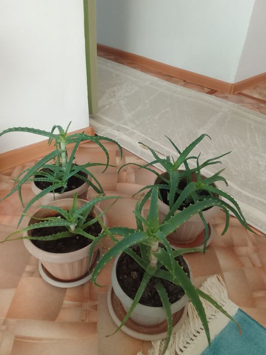 Алоэ сатылады биреуи мын тенге ден.