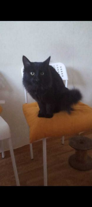 Отдам в добрые руки молодого кота