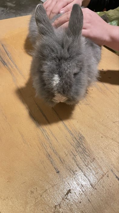 Вязка кролика породы ангорский кролик