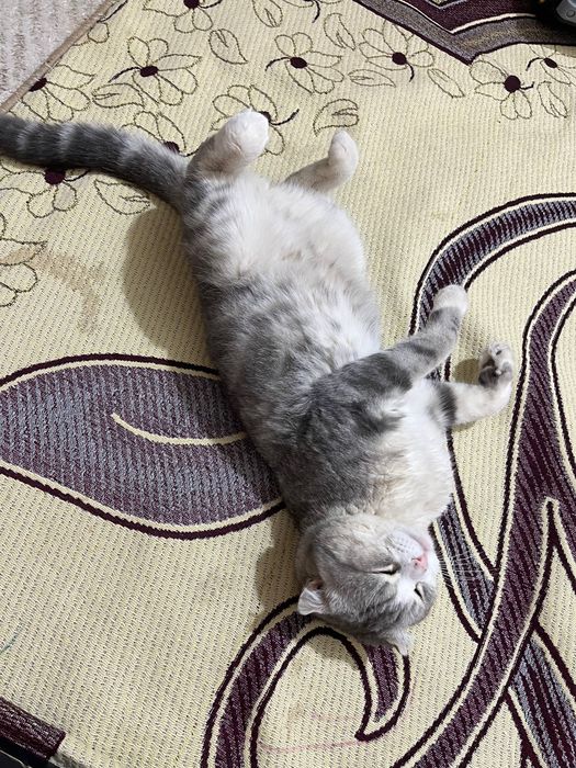 Шотландский кот ,вислоухий