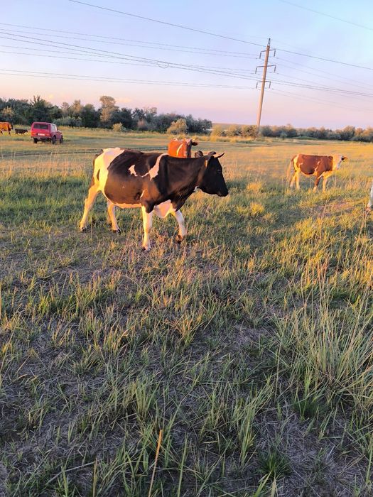 Продам скот в Кенжеколе