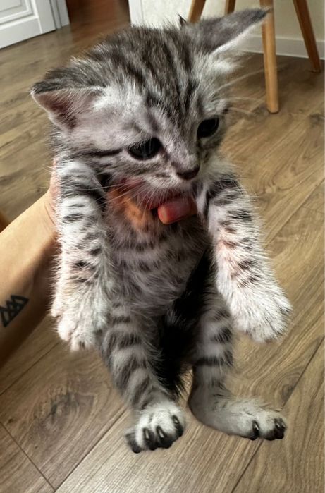 Отдадим котят в добрые руки