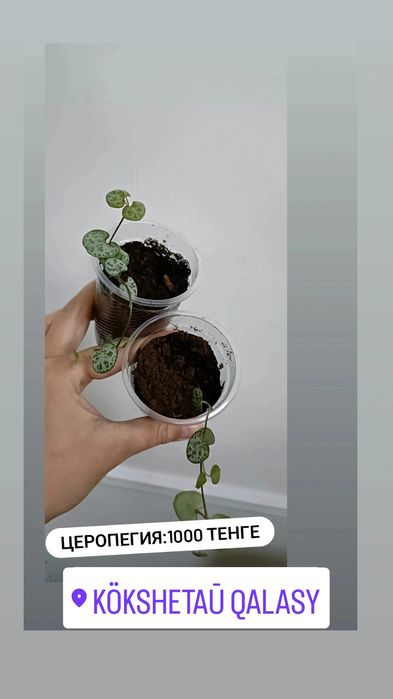 Комнатные цветы по 1000 тенге