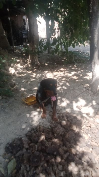 Ротфелер.тозаси.1.5.йош.дача.сотилади.уйда.жой.йук.куйий.дисам.шунга.со