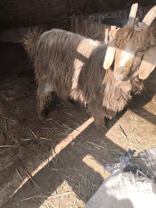 Бугоз ечки сотилади