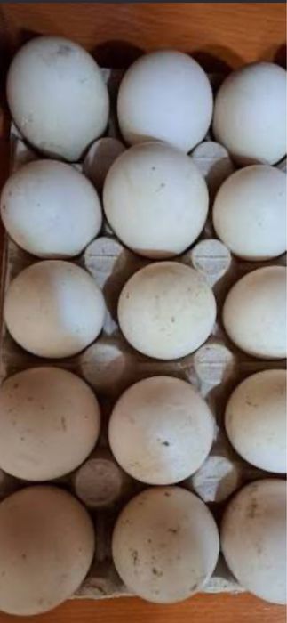 Ouă rațe mute pentru reproducere proaspete