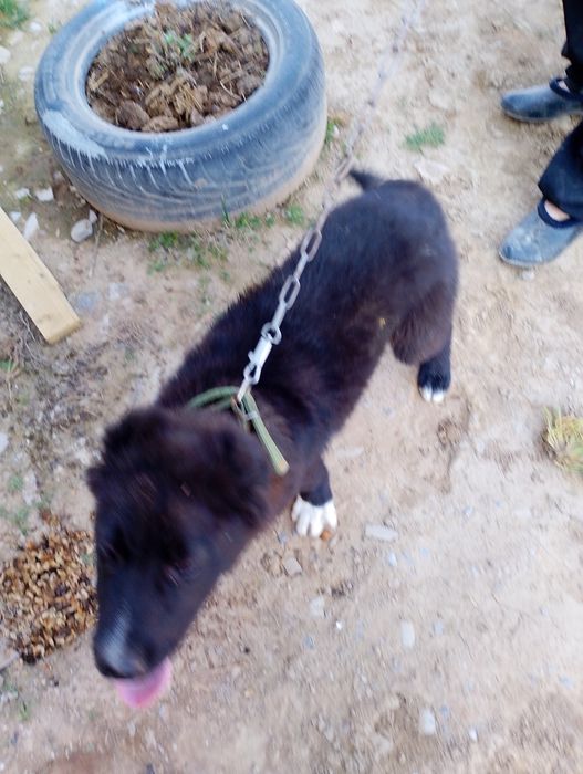 Щенок собака животные