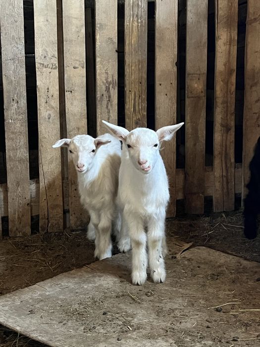 3 еркек 1 ұрғашы лақтар сатылады