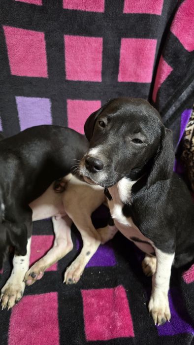 Căței Pointer englez