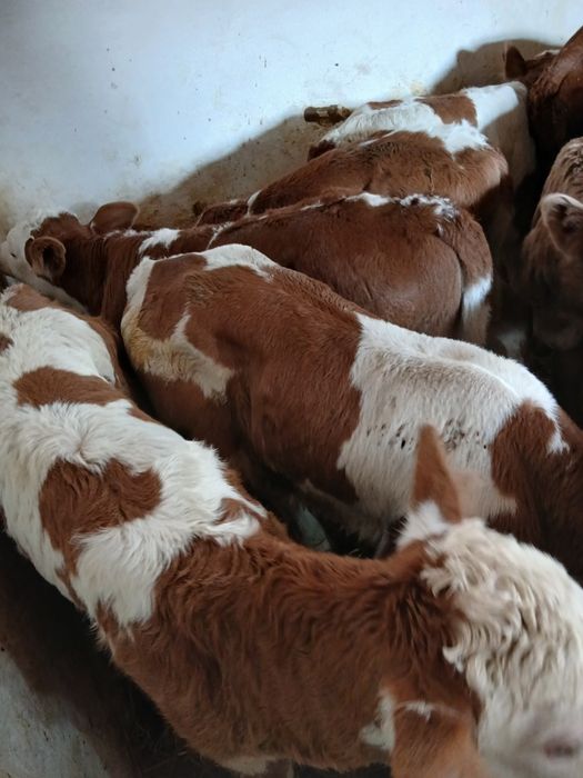 Taurasi și vitele i baltati