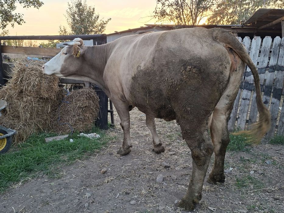 Vaca baltata, mare, tânăra,