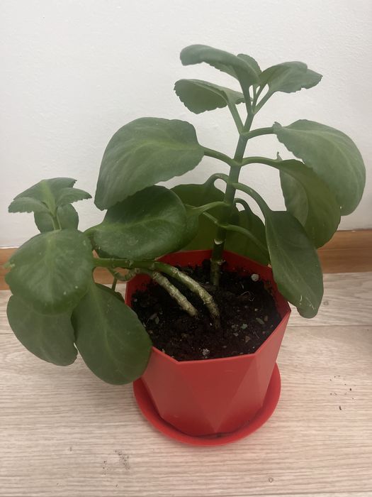 Үй гүлі сатылады