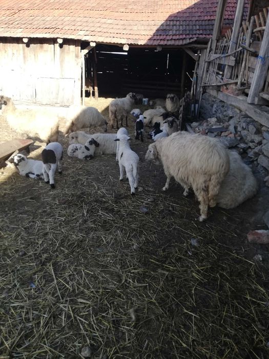 Ovine de vanzare