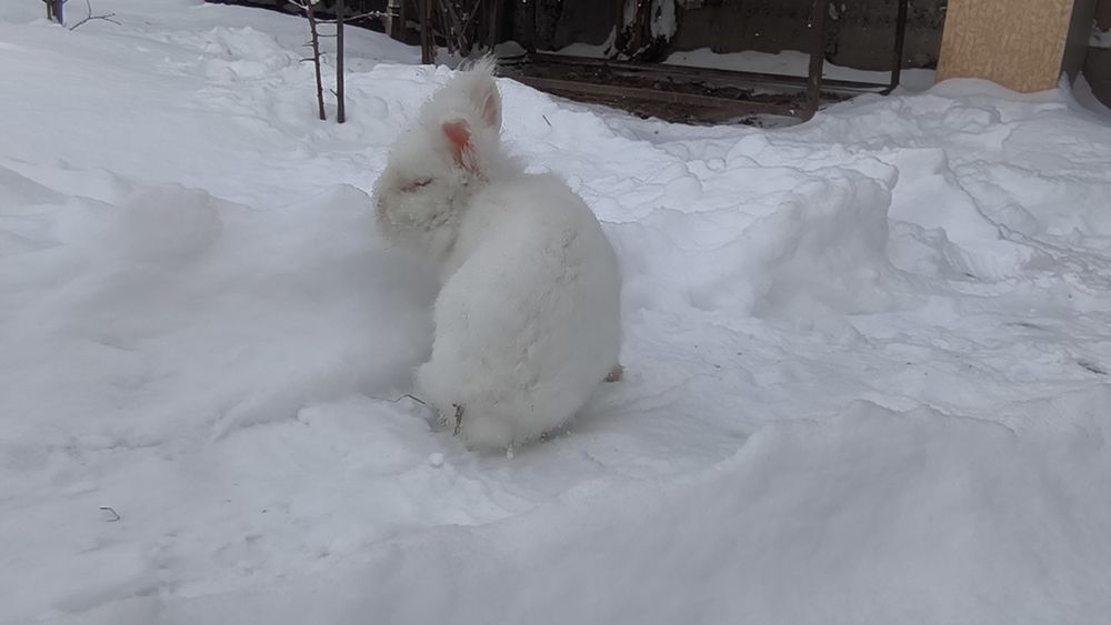Ангорский декоративный кролик