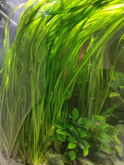 Продам или обменяю растение